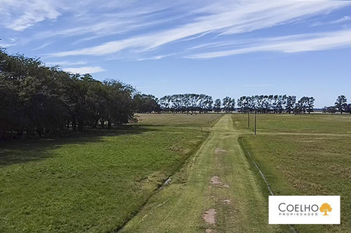 Imagen 11 de 30 de Terreno - Carmen De Areco