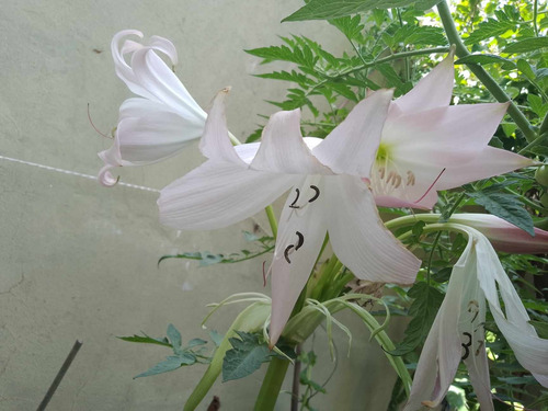Bulbos De Amarilis, Belladona Y Crinum - Solo Bs As Y Caba