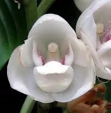 Orquidea Peristeria Elata | Parcelamento sem juros
