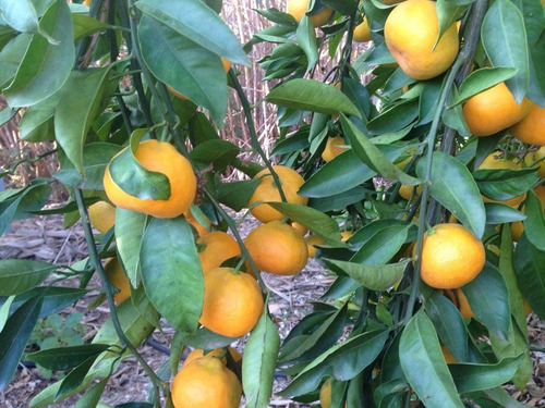 Árbol De Mandarina Satsuma Iwasaki