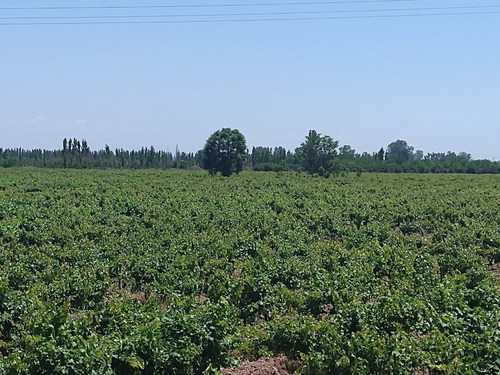 Imagen 5 de 8 de 67,7 Has. En Barrancas, Maipú