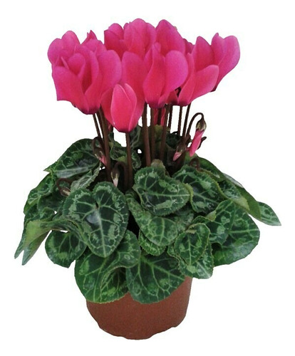 Cyclamen - Violeta De Los Alpes - Planta De Exterior - M15