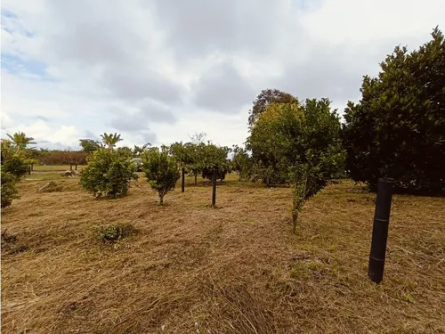 Se Venden Lotes En Quimbaya - Quindío