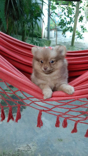 Spitz Alemão (lulu Da Pomerânia) -  Fêmea Chocolate Claro