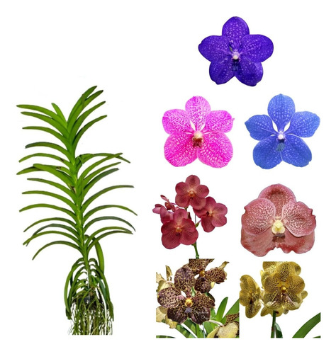 Orquídea Vanda Planta Adulta Mista Cores Variadas