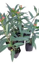 Comprar Planta Asclepia P Macetas O Jardines Atrae Mariposa Monarca
