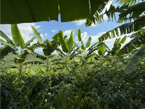 Venta Finca Circasia Cafe - Platano - Banano - 12.5 Cuadras