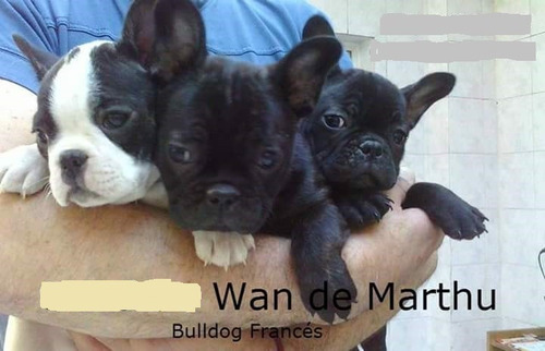 Bulldog Frances Nenes