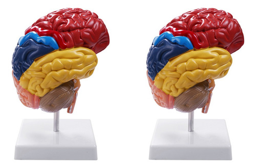 2 Modelos Anatómicos Cerebrales De Anatomía Cerebral 1:1 Hal