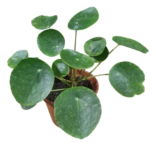 Planta Pilea 
