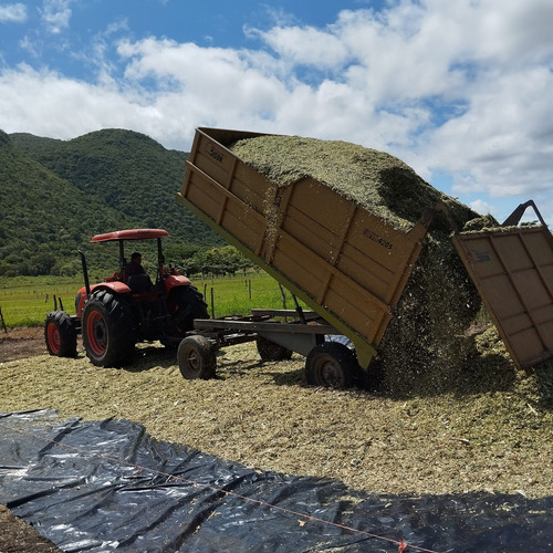 Semilla De Maiz Hibrido Amarillo Para Silo H-386 Forrajero