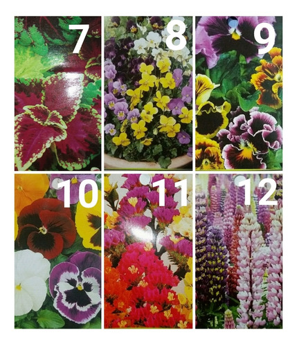 Imagen 2 de 10 de Sobres De Semillas Flores Varias