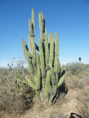 Stenocereus Thurberi