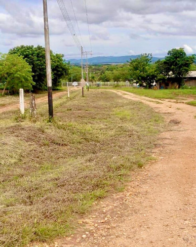 Mundo Inn Vende Granja De Pollos En Tinaquillo