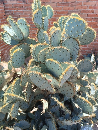 Nopal Violáceo Opuntia, 3 Pzs Penca/raqueta Color Morado (Usado)