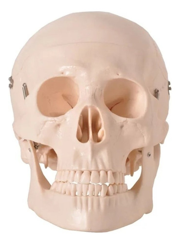 Cranio Didádito Em 5 Partes Tgd-0102 Branco - Anatomic