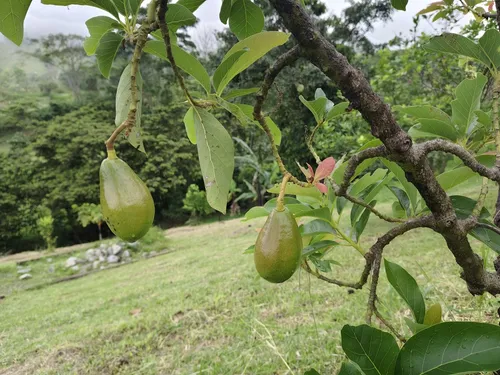 Vencambio Finca Excelente Ubicación. Fredonia