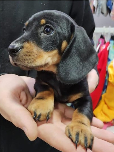 Dachshund Cachorros Golondrinos.