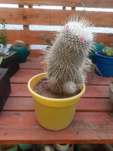 Cactus Mammillaria M°12 Ideal Regalos Souvenirs Colección