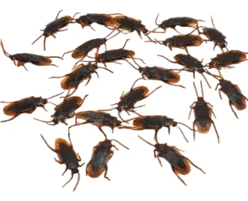 Broma Cucaracha Falsa Insectos Desagradables X10 Y A