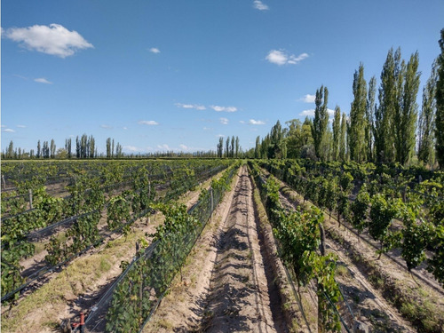 Vendo Finca De 20 Hectareas A Tranquera Cerrada San Rafael