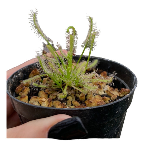 Planta Carnívora : Drosera Capensis Típica Grande