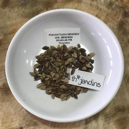 Sementes Pseudotsuga Menziesii Árvore Madeireira Para Mudas