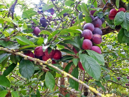 Ameixa Folhas 100 Gr