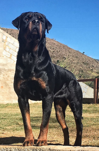 Filhotes De Rottweiler !! Alto Padrão Genético