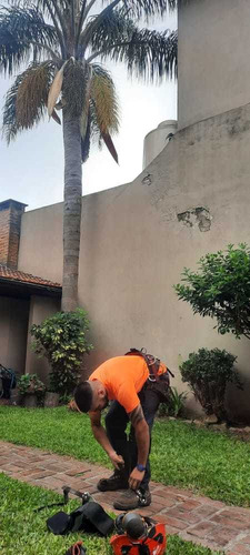 Poda De Arboles, Palmeras, Extracciones De Raiz.