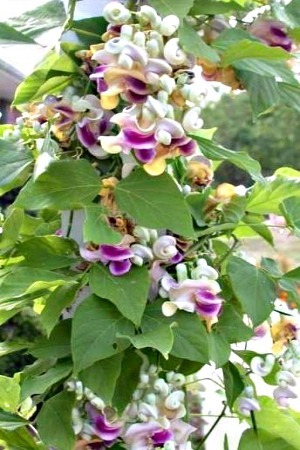 Sementes Trepadeira Caracol Perfumada Flor - Vigna Caracalla