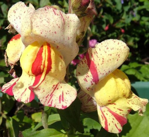 Sementes Boca De Leão Brighton Rock Antirrhinum Majus Flor