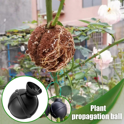 Bolas De Propagación Propagador De Plantas Caja De Injerto P