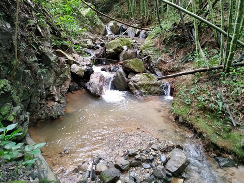 Imagen 6 de 8 de Finca De 7,6 Ha- $50000 - 4500 Plantas De Cafe Joven- Bosquez- Quebrada-zona Cafetalera En San Antonio De Las Aradas Mejor Cafe De Ecuador.