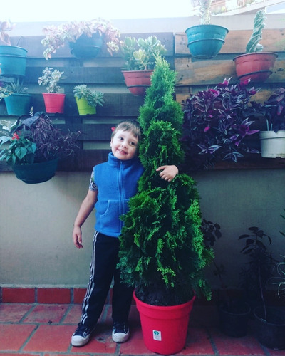 Imagen 2 de 4 de Arbol De Navidad , Pino Natural, Thuja Smaradag 1.20mts