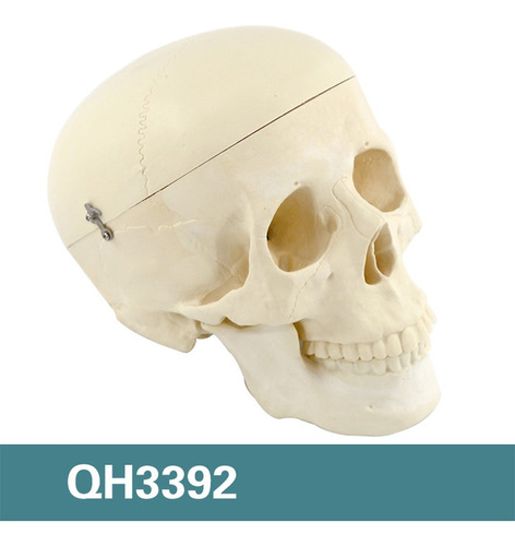 Modelo Anatómico Cráneo Humano Con Cerebro Anatomía De 