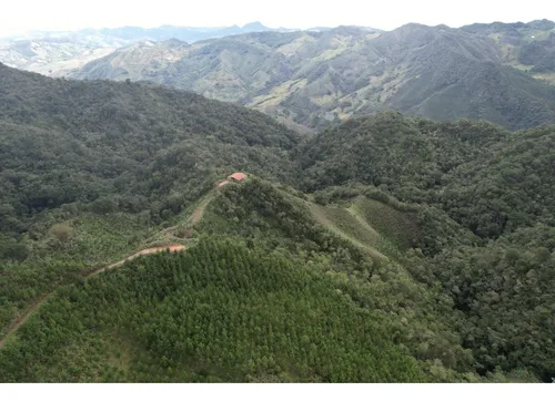 Finca Sembrada En Pino En El Municipio De Abejorral