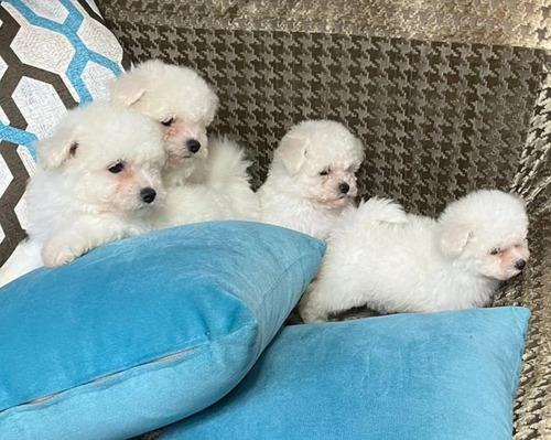 Imagen 2 de 3 de French Poodle Mini 130 Cada Cachorro