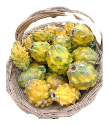 comprar Palora Do Equador Autofértil Muda Pitaia + Super Brinde