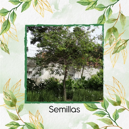 20 Semillas De Árbol Ceiba Tolua 