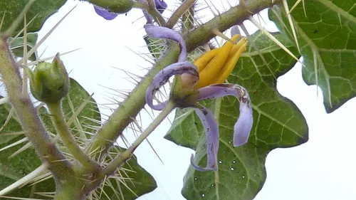 Planta Arrebenta Cavalo 