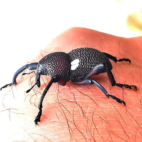 Imagen 2 de 5 de Elefantito De Orejas Blancas Rhyephenes Humeralis (criadero)