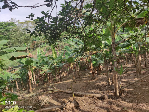Imagen 5 de 7 de Vendo Finca De 2 Hectáreas