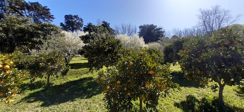 Fraccion De 8.1000 M² Parquizada Y Forestada