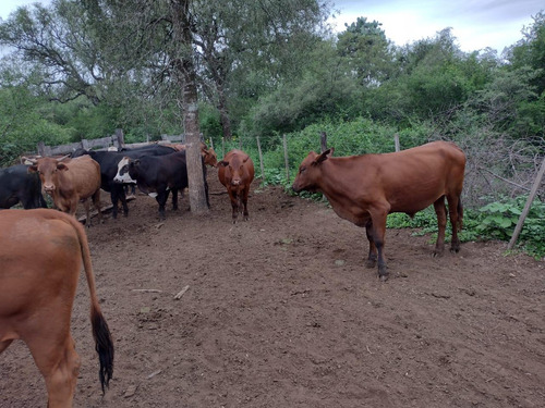 Venta Campo 3200 Hectareas Santiago Del Estero