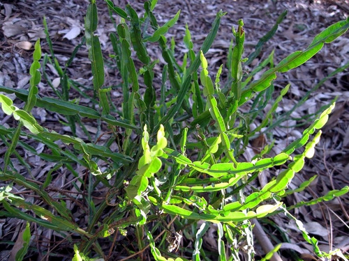 Carqueja Baccharis Trimera Planta Nativa Medicinal