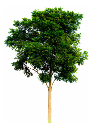 Árbol Ceibo De 50 Cm  No Envio A Regiones