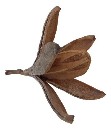 Flor Seca De Cedro Artesanato Enfeite Natal - 25 Unidades | MercadoLivre Flor Seca De Cedro Artesanato Enfeite Natal - 25 Unidades | MercadoLivre
