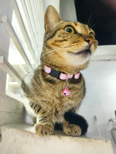 Collares Para Gatos Michis