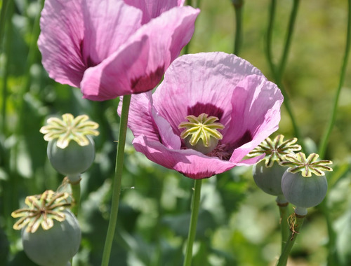 Semillas Flor Amapola Afgana Mix De Colores | Cuotas sin interés